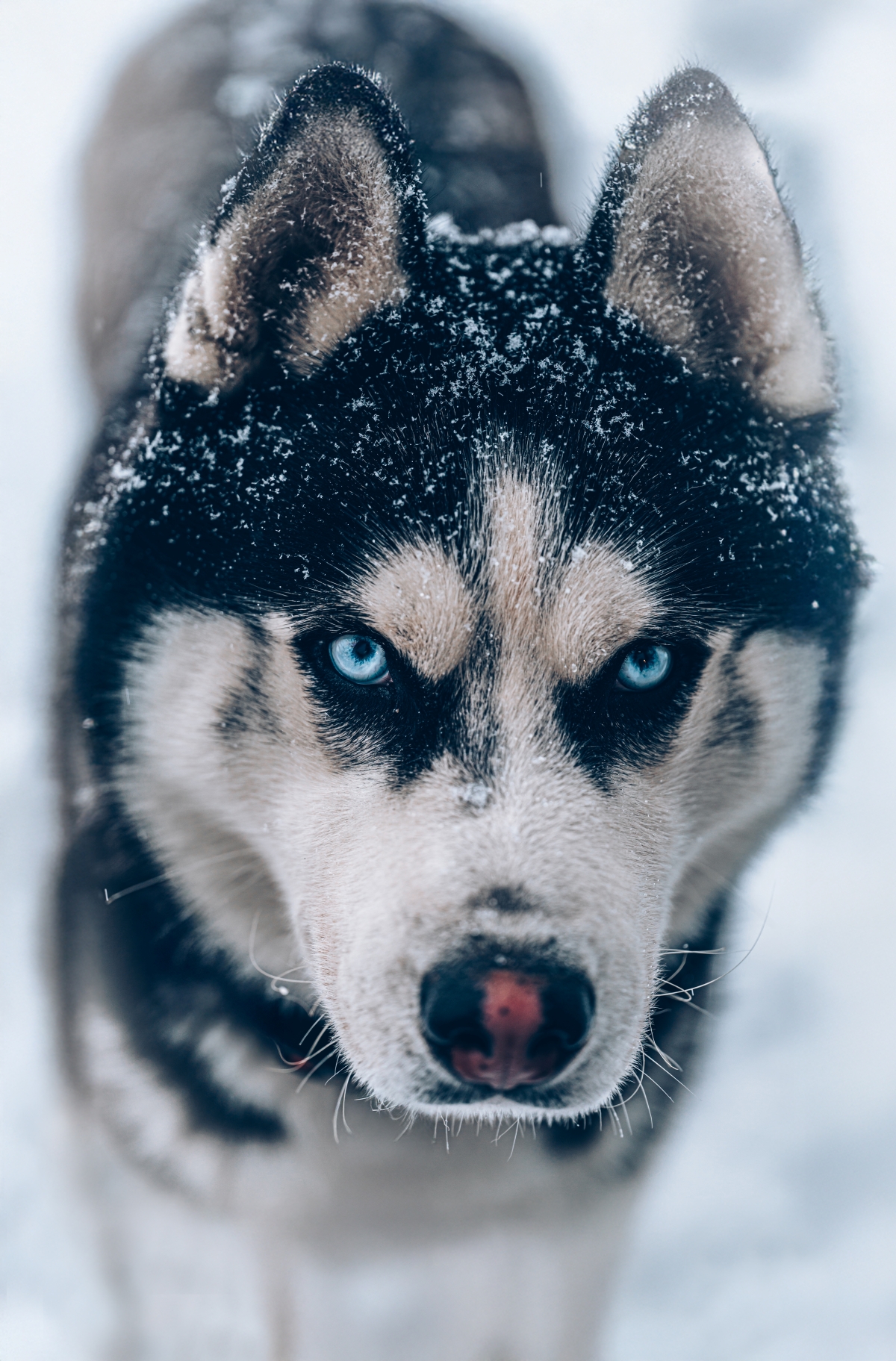 Náš Husky, Nero