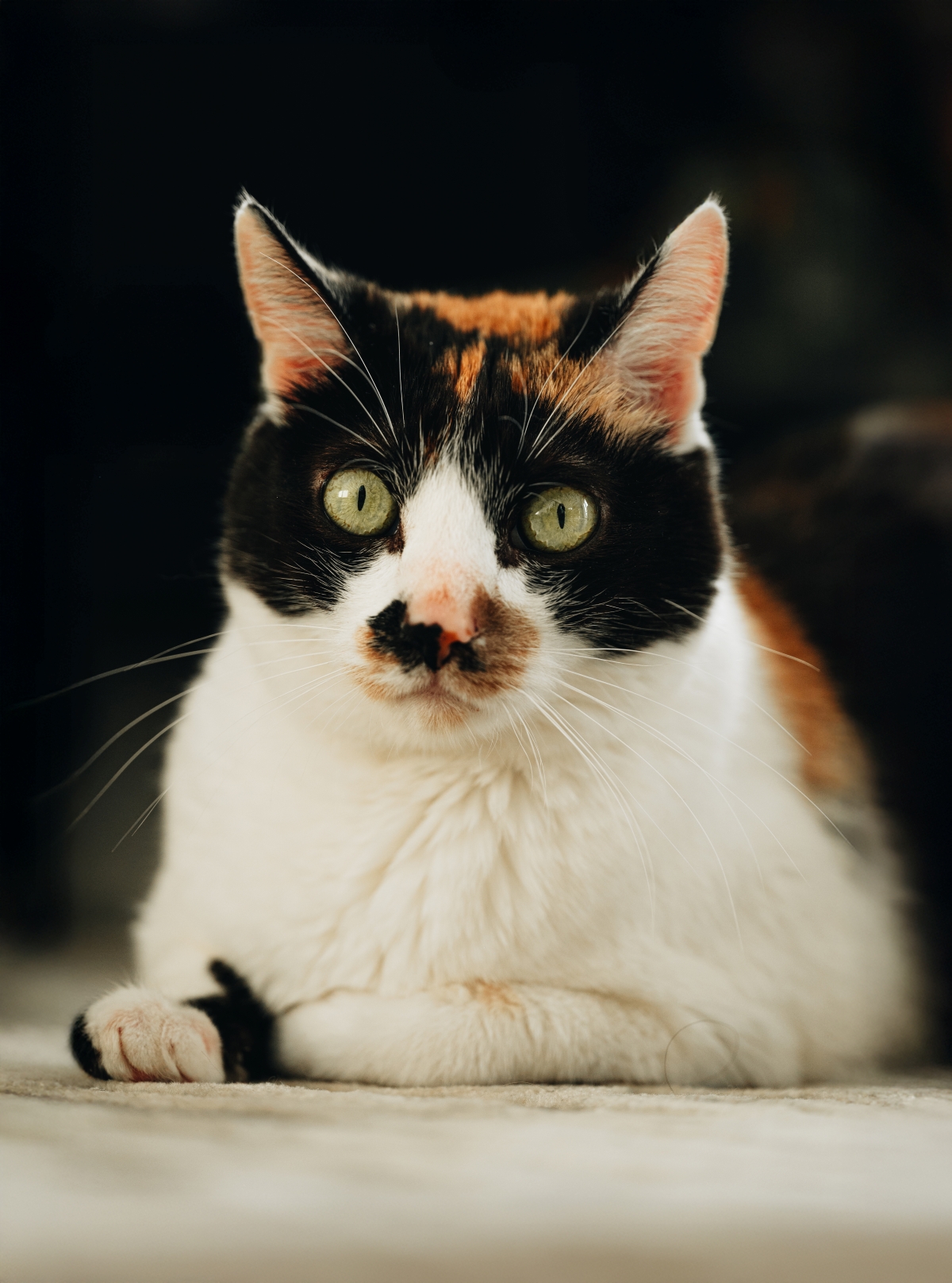 Naše adoptovaná kočička, Dolores