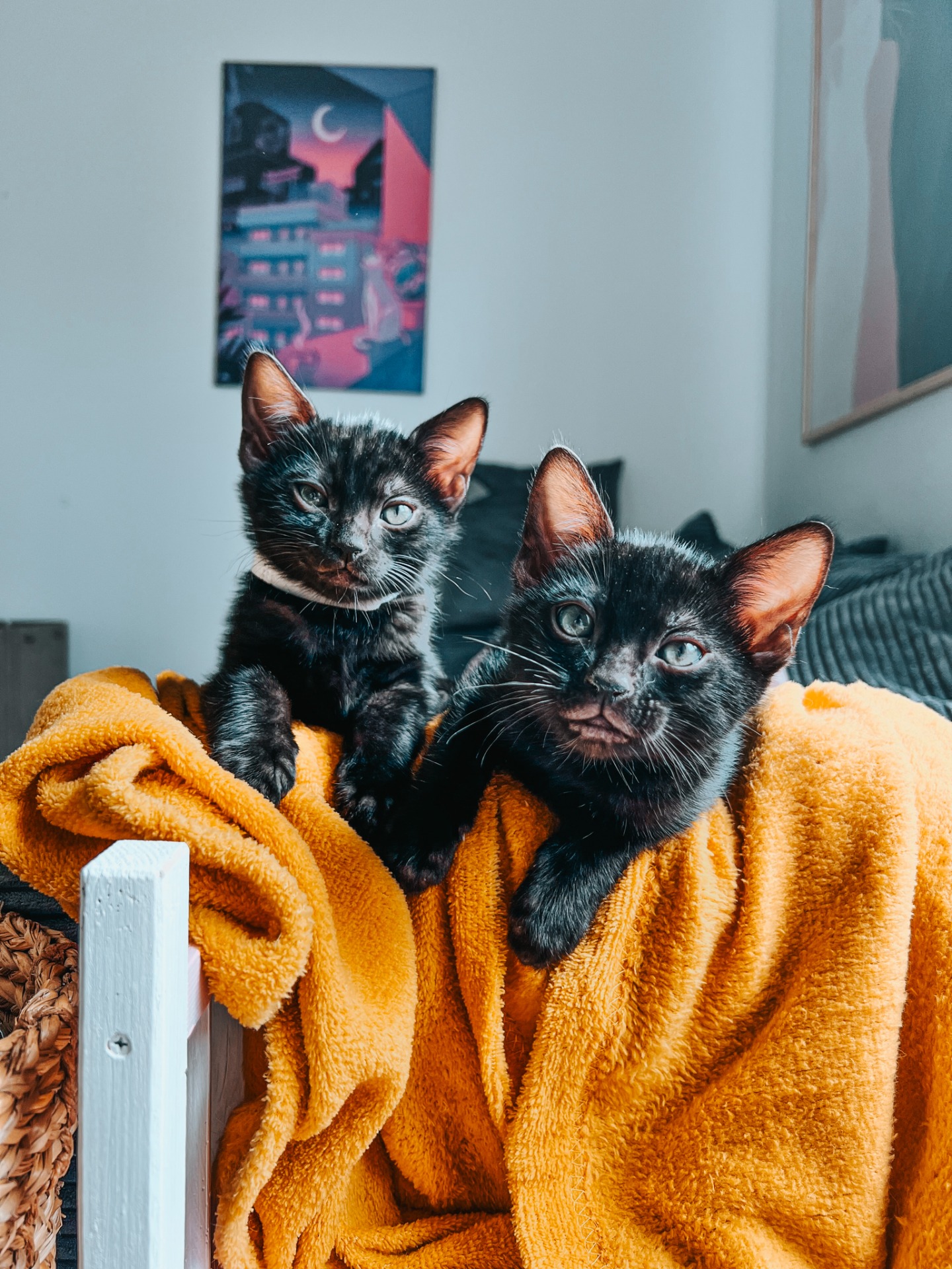 Chovatelská stanice bengálských koček Luxury Leopards, Kristýna Hamříková, melanistic black bengal cat